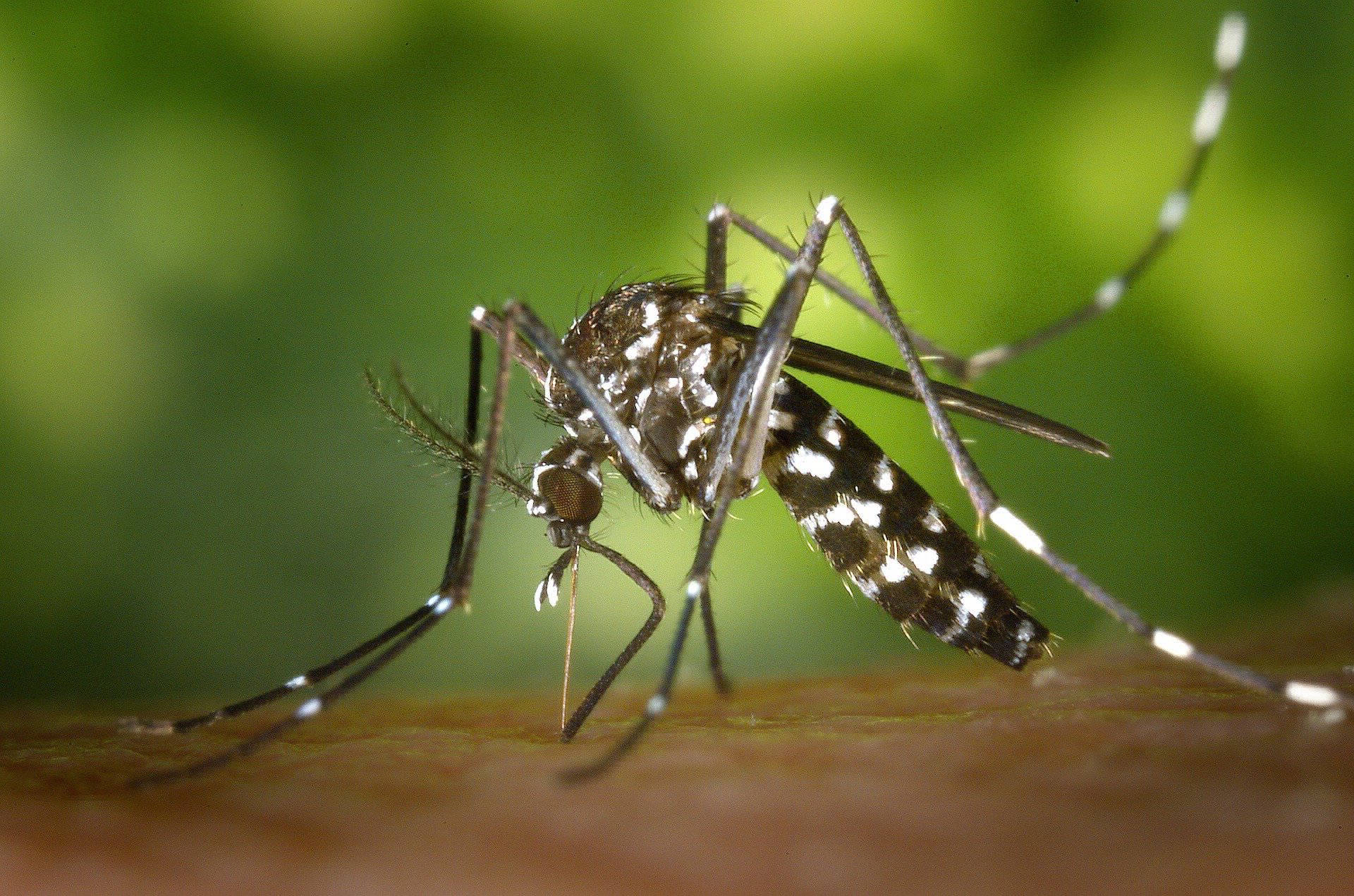 AEDES Mosquito, should be the mascot of all the quasi-government agencies we have to deal with
